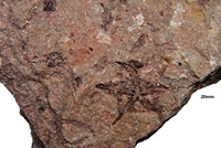 Ophiure encrinastéride